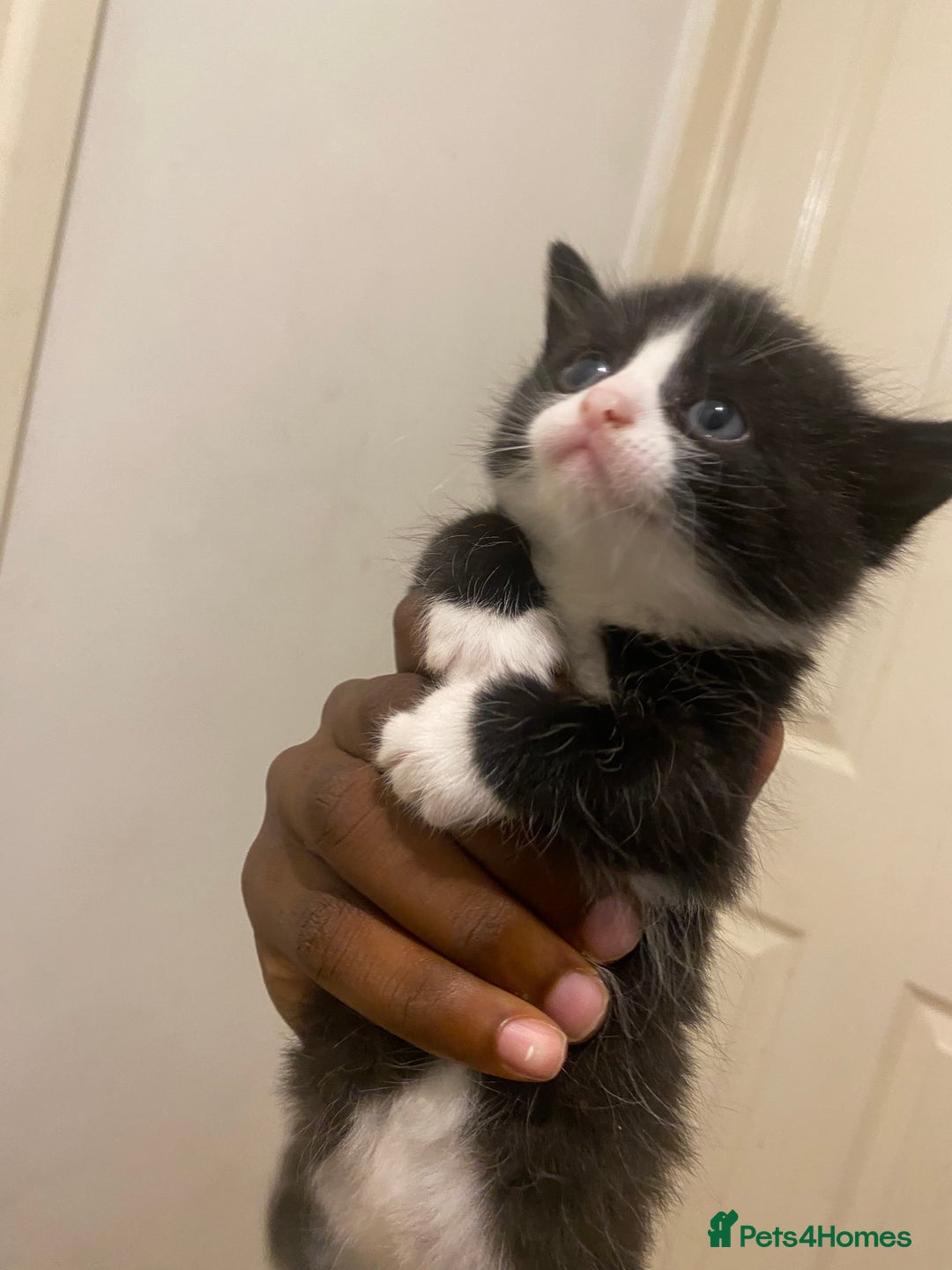 Bombay cats for sale: 3 kittens for sale.Price negotiable  - Image 6