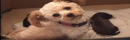 Mixed Breed dogs for sale: Unique little puppies  - Advert 1