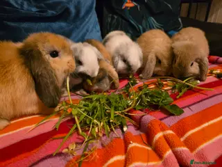 Mini Lop rabbits Beautiful mini lop babies - Advert 1