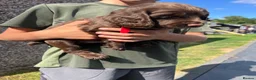 Cocker Spaniel dogs for sale: working cocker spaniels  - Advert 28