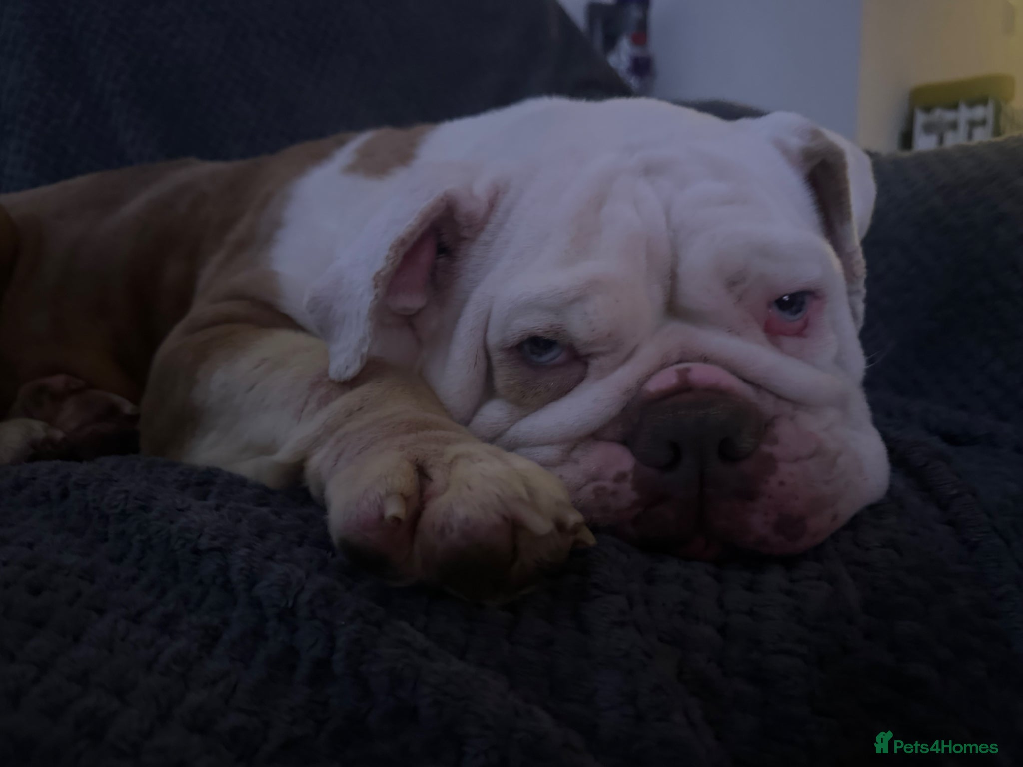 English Bulldog dogs Beautiful English bulldog - Advert 1