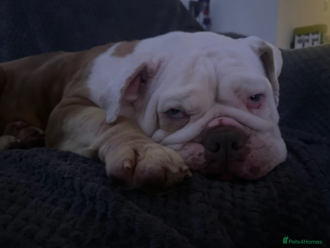 English Bulldog dogs for sale: Beautiful English bulldog in Norwich - Advert 1