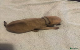 Pug dogs for sale: Pug Puppies  - Image 8