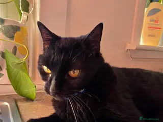 Mixed Breed cats An Elegant House Panther - Advert 15