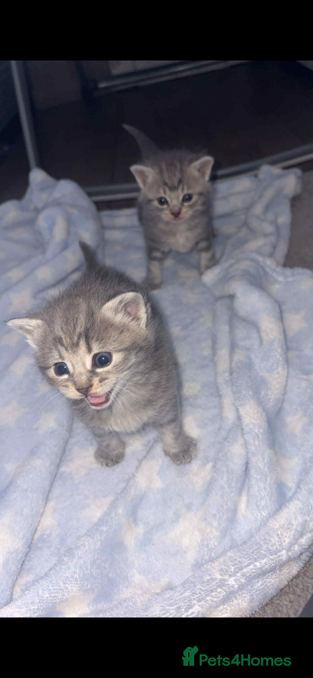British Shorthair cats for sale: 1 male shorthair💙2 female💗🏡 - Advert 4