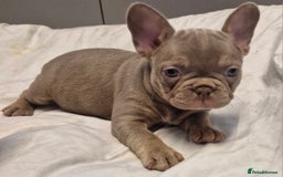 French Bulldog dogs for sale: Last 2 females dwkc frenchies - Image 11