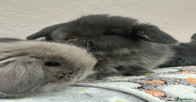 Mini Lop rabbits - Advert 5