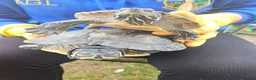 Turtle reptiles for sale: 2 Turtles Land and Water  in Shipley - Advert 9
