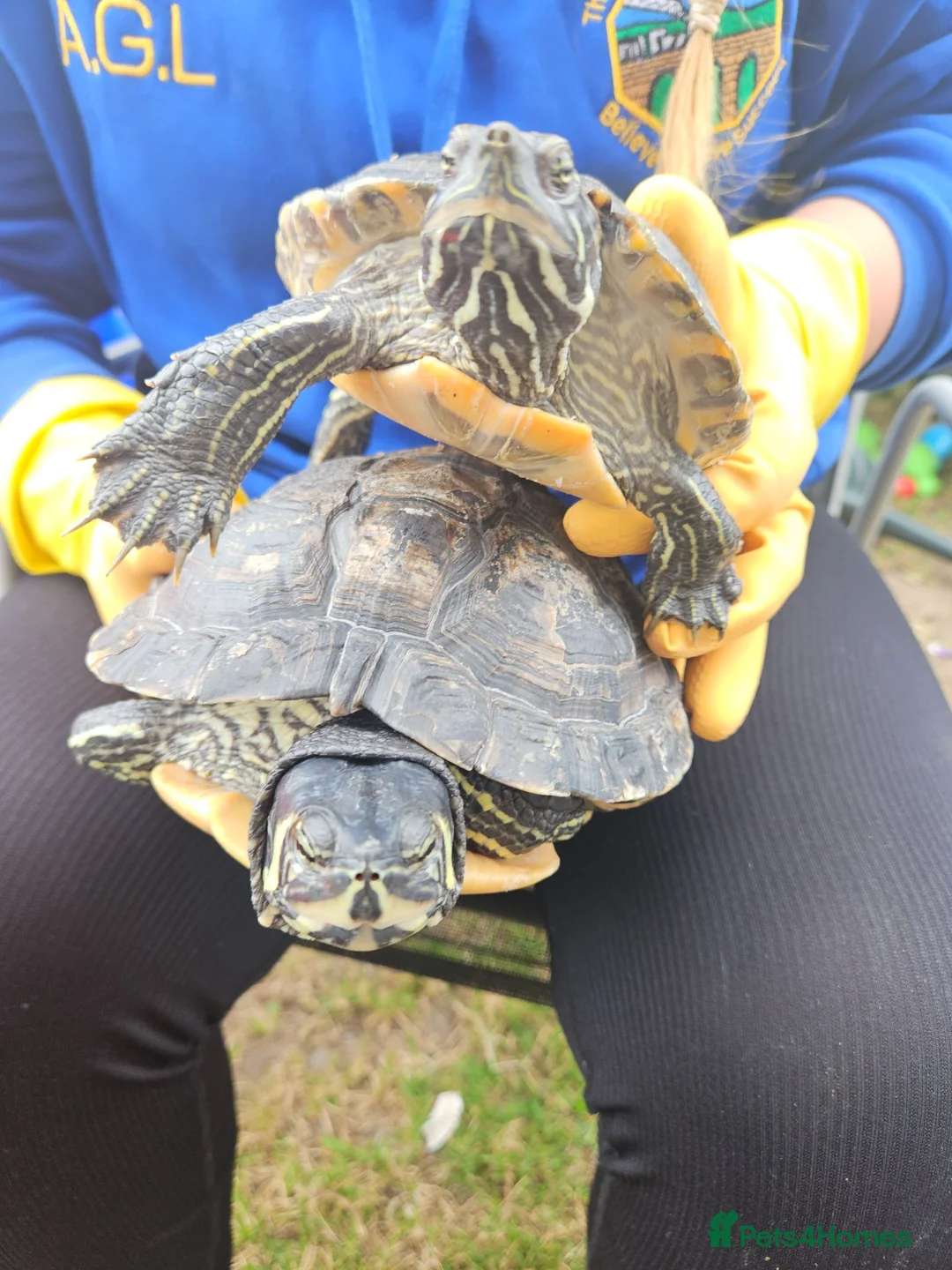 Turtle reptiles for sale: 2 Turtles Land and Water  in Shipley - Advert 9