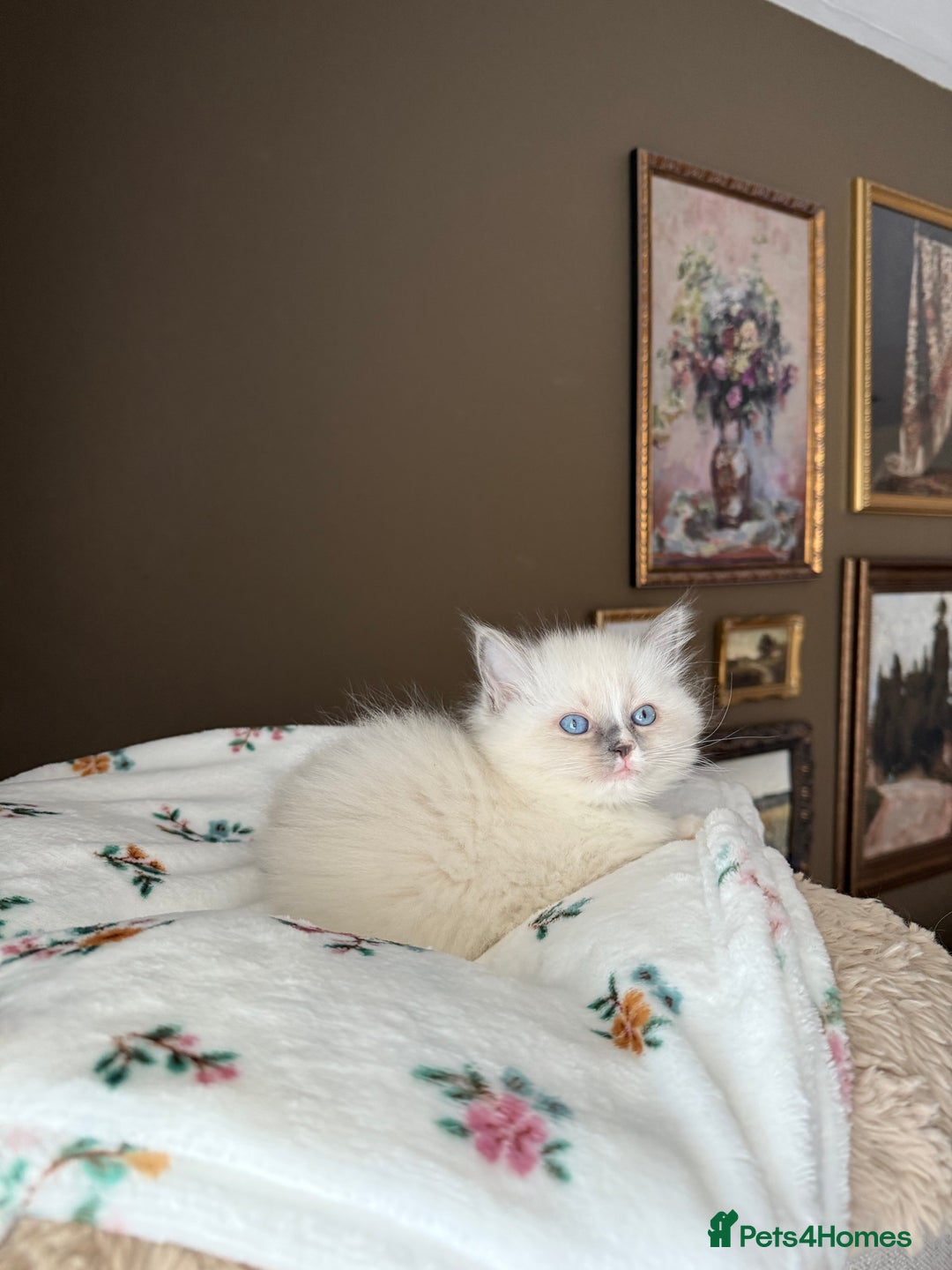 Ragdoll cats for sale: Purebred Ragdolls – Ready to Reserve Now 🍼 - Advert 37