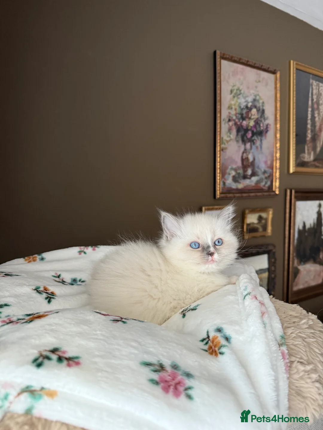 Ragdoll cats for sale: European Purebred Female Ragdoll 🩷 - Advert 31
