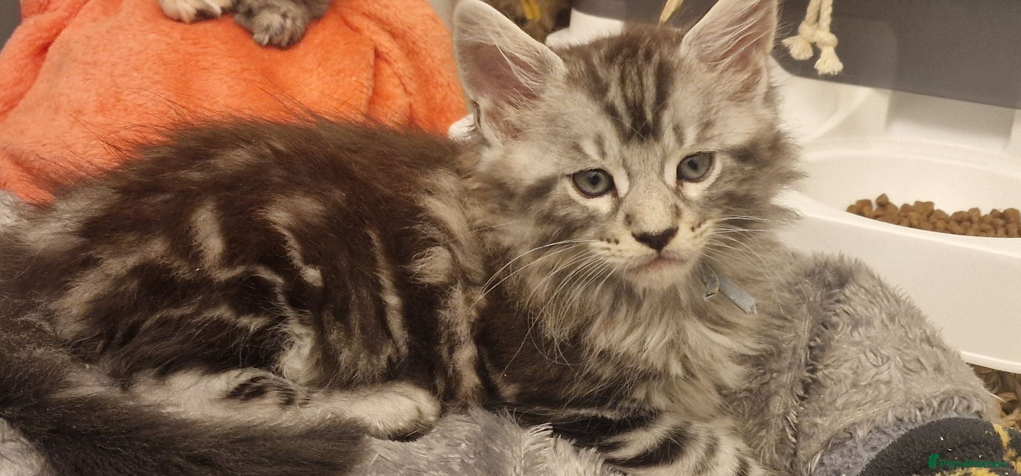 Maine Coon cats **PURE Maine Coon Kittens** 2 Boys / 4 Girls - Advert 2
