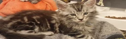 Maine Coon cats for sale: **PURE Maine Coon Kittens** 1 Boy / 3 Girls - Advert 4