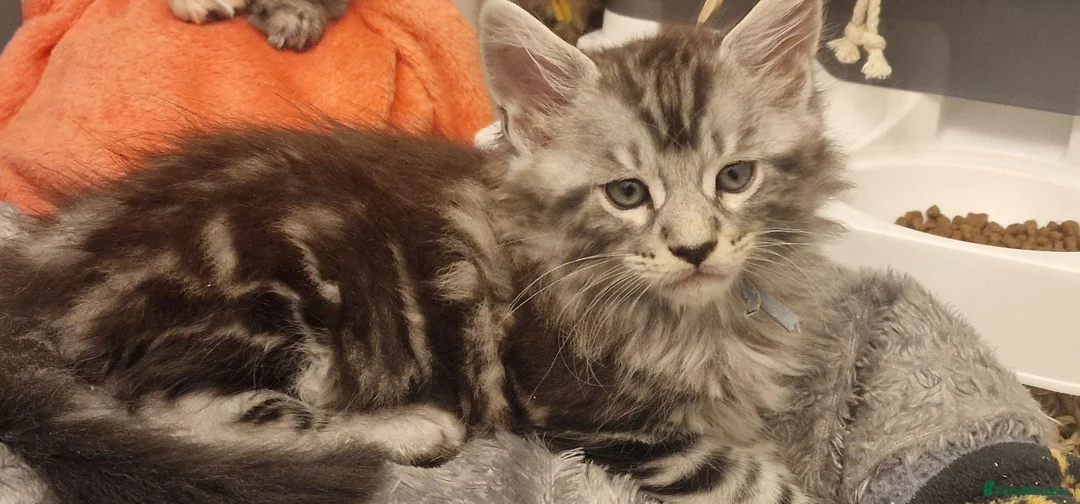 Maine Coon cats for sale: **PURE Maine Coon Kittens** 1 Boy / 4 Girls - Advert 2