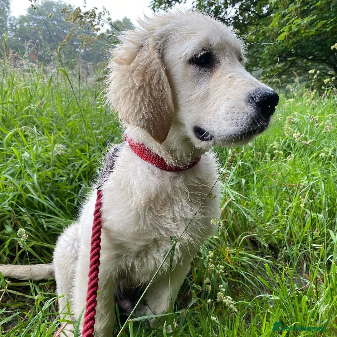 Golden Retriever dogs for sale: Golden Retriever Puppy for Rehome  in Glasgow - Advert 4