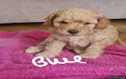 Cavapoo dogs for sale: Cavapoo puppies  - Image 6