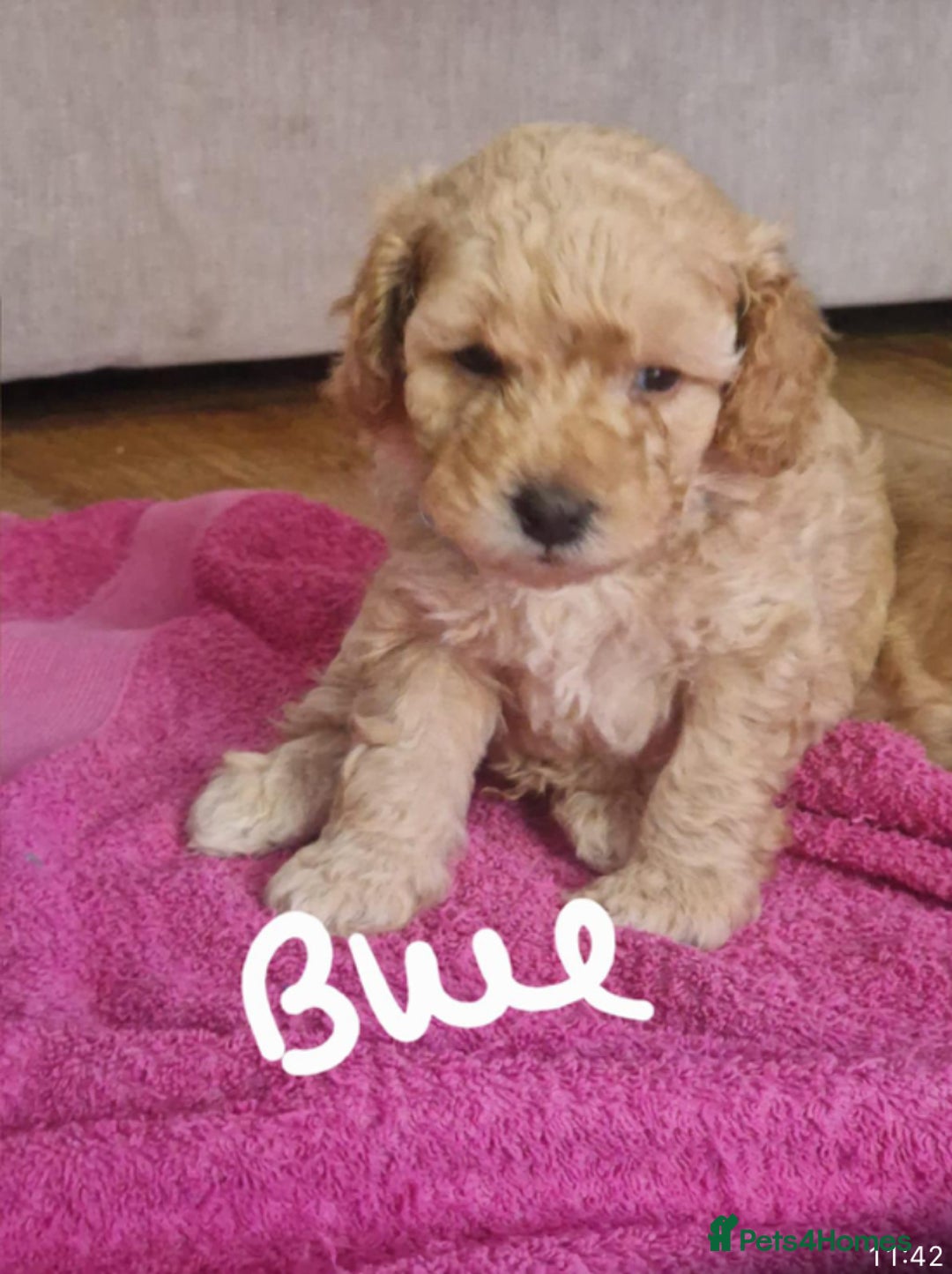 Cavapoo dogs for sale: Cavapoo puppies  - Image 6