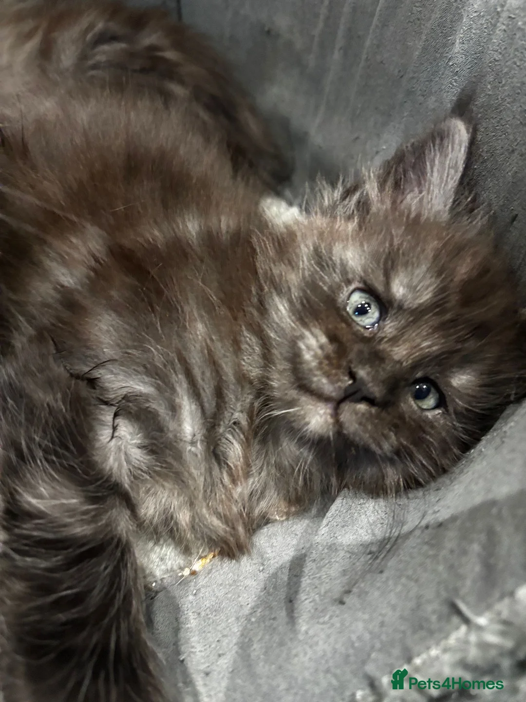 Maine Coon cats for sale: XXL Champion Sired Maine Coon Kittens  - Advert 8