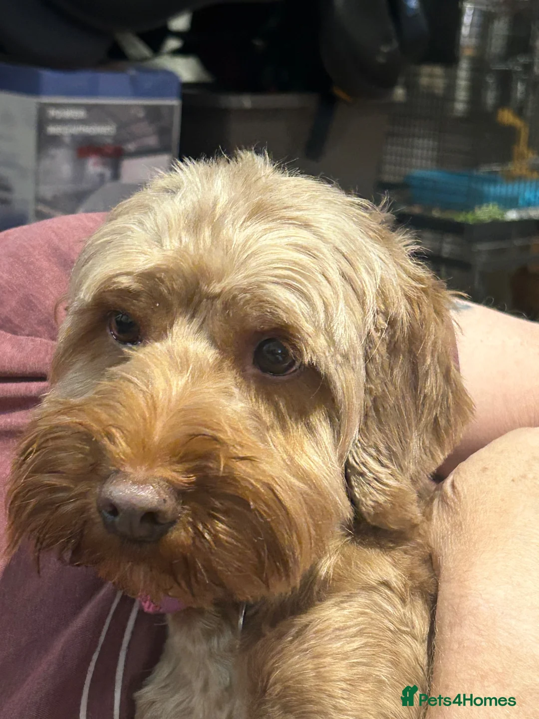 Cockapoo dogs for sale: Loveable cockerpoo  - Advert 1