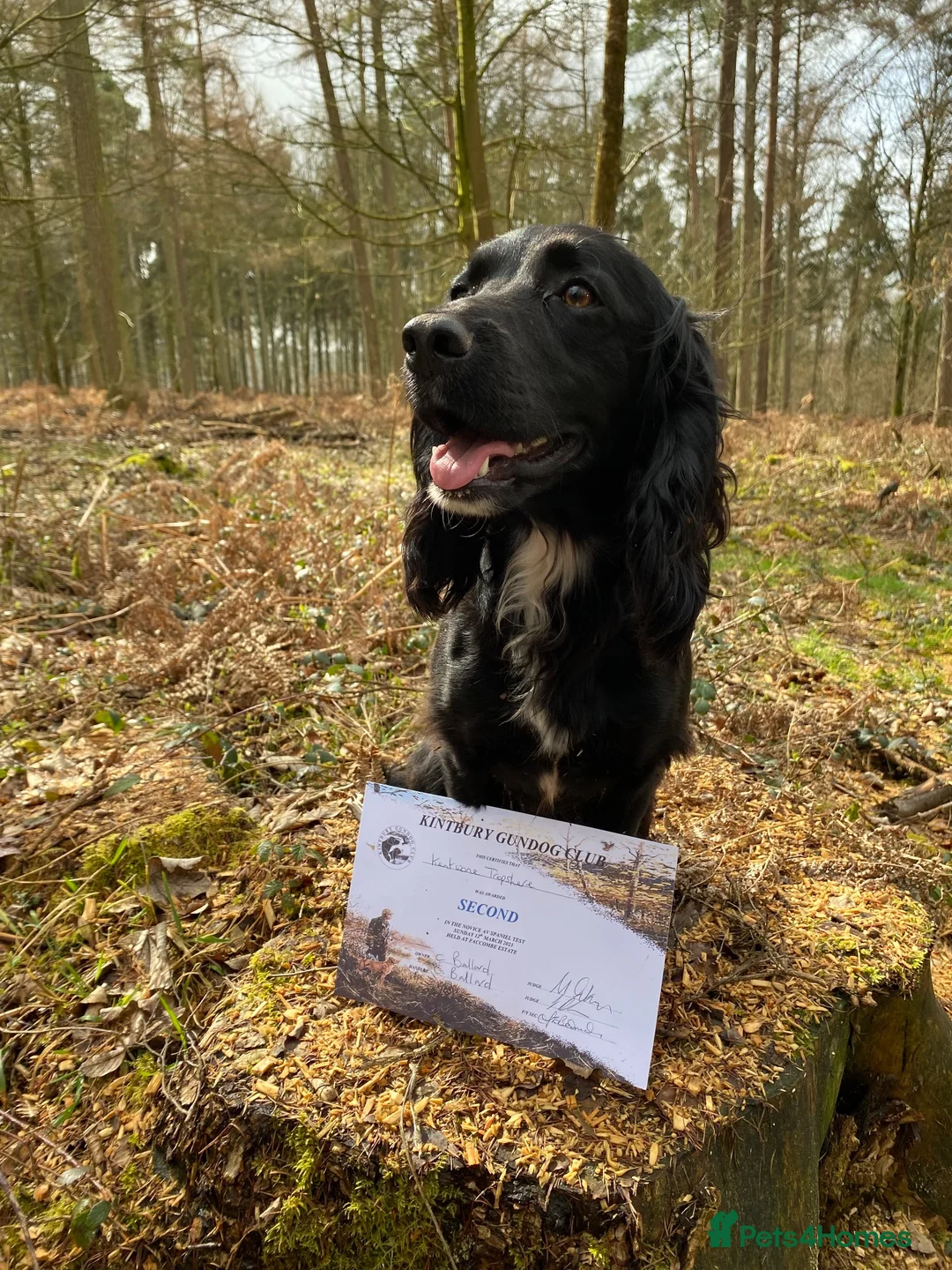 Cocker Spaniel dogs for sale: Health tested parents. 1 dog puppy available - Advert 1