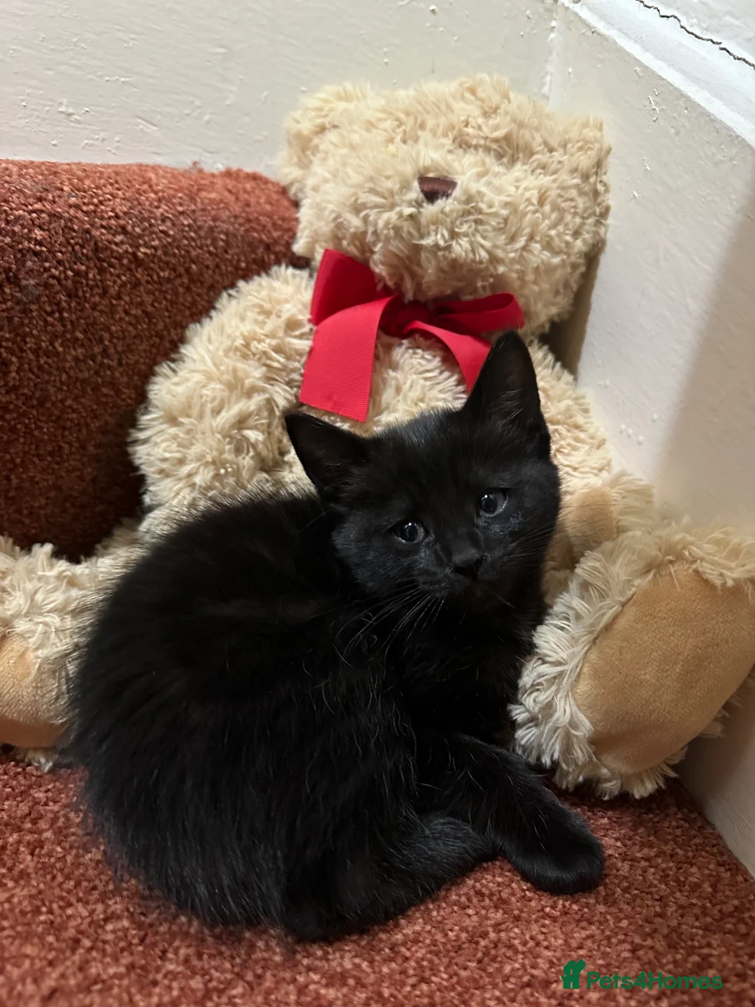 Mixed Breed cats for sale: Adorable kittens needing loving forever homes 🐾 - Advert 1