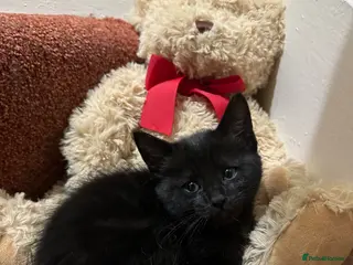 Mixed Breed cats Adorable kittens needing loving forever homes 🐾 - Advert 18