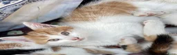 British Longhair cats for sale: Two ginger and white male kittens  - Advert 4