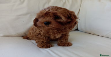 Cavapoo dogs - Advert 2