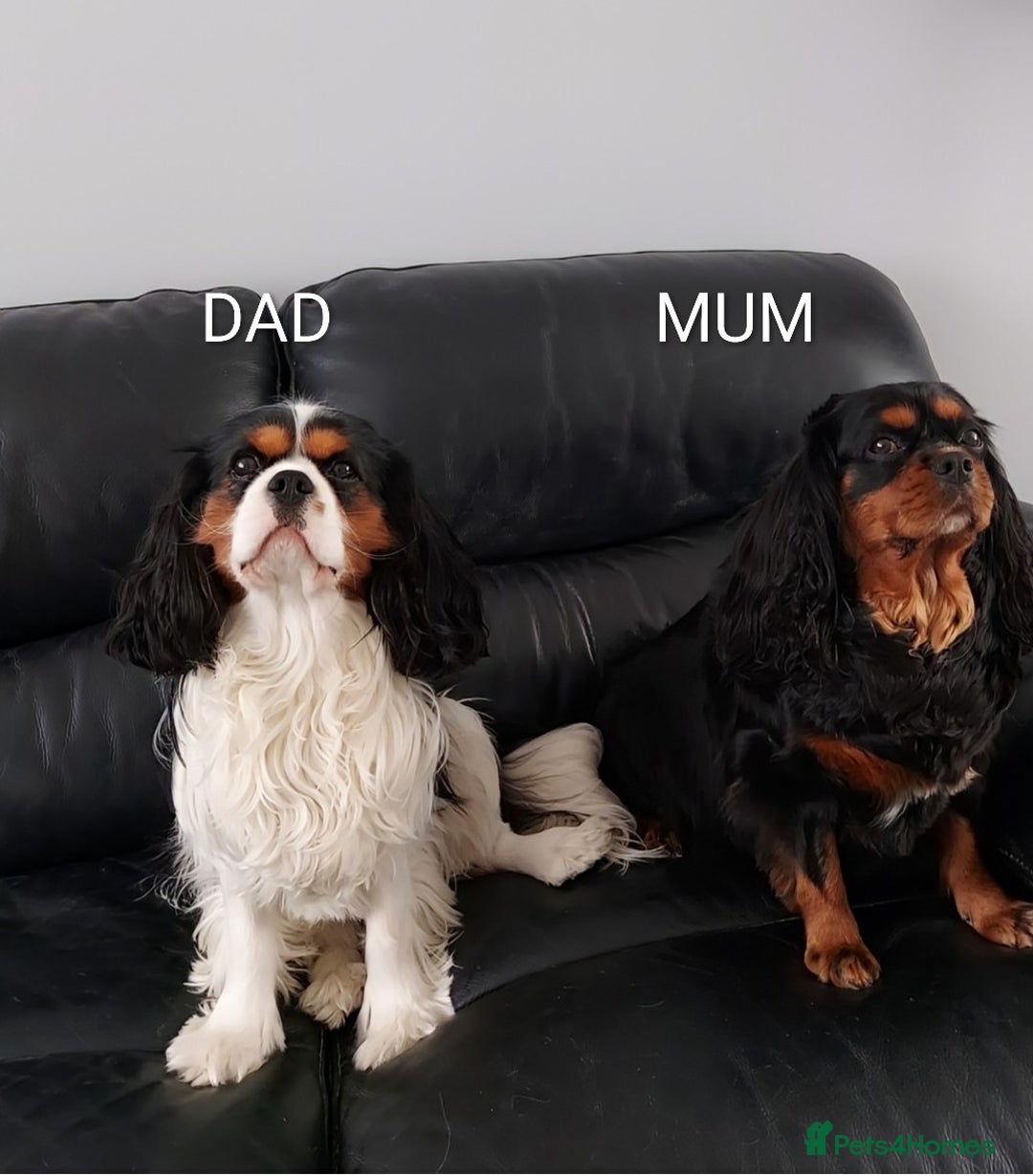Cavalier King Charles Spaniel dogs for sale: GREAT QUALITY CKCS PUPPIES ( DWKC REGISTERED)/DNA - Advert 2