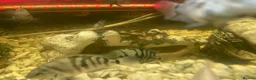 Cichlids fish for sale: Convict cichlids baby / breading pairs - Advert 5