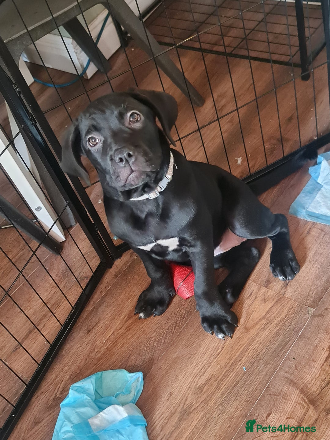 Cane Corso dogs for sale: 2 beautiful cane corso puppies - Advert 12