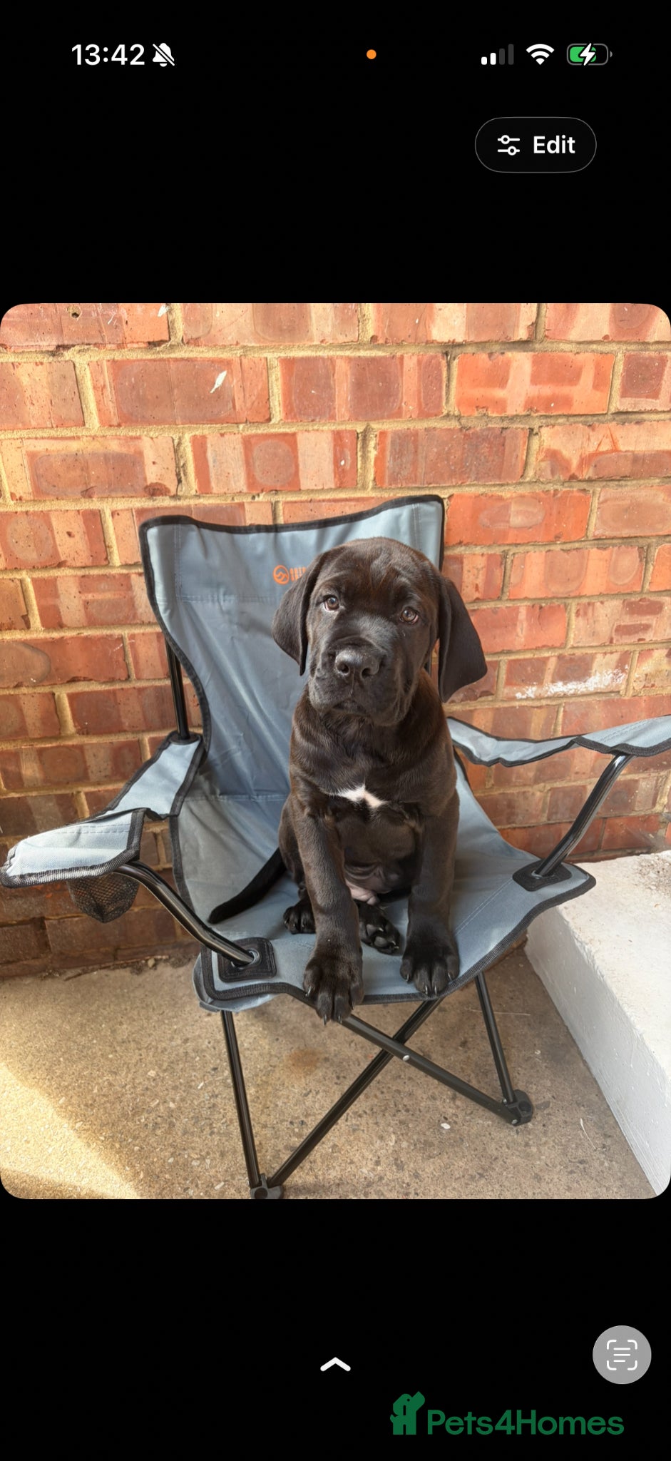 Mixed Breed dogs Kano  - Advert 7