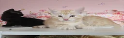 Maine Coon cats for sale: Maine Coon X  - Advert 6