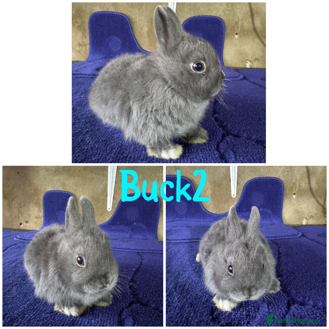 Netherland Dwarf rabbits for sale: Pure breed Netherlands Dwarf  - Image 6