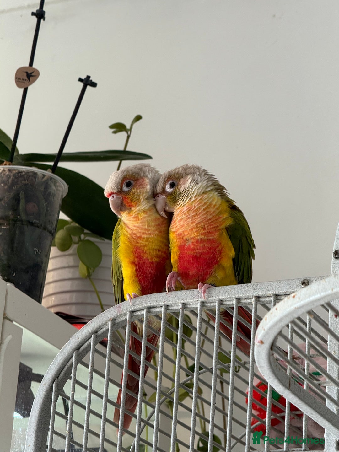 Conures birds for sale: Pair pineapple count - Advert 3
