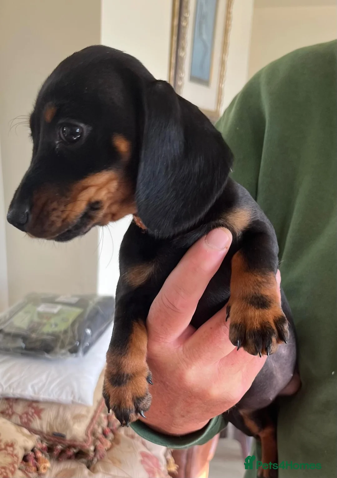 Miniature Dachshund dogs for sale: Beautiful miniature Dachunds - Advert 23