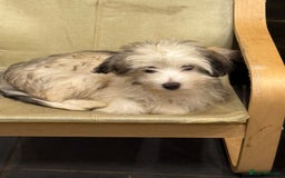 Chinese Crested dogs for sale: Cute Chinese Crested Powder Puffs..  - Image 3
