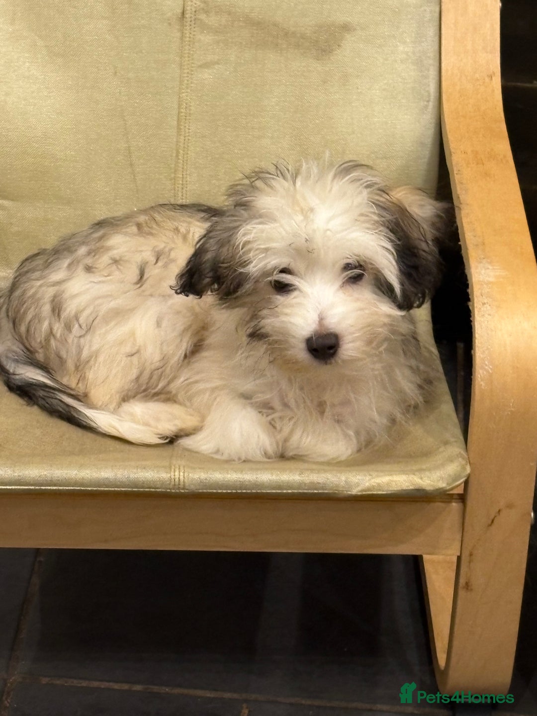 Chinese Crested dogs for sale: Cute Chinese Crested Powder Puffs..  - Image 3