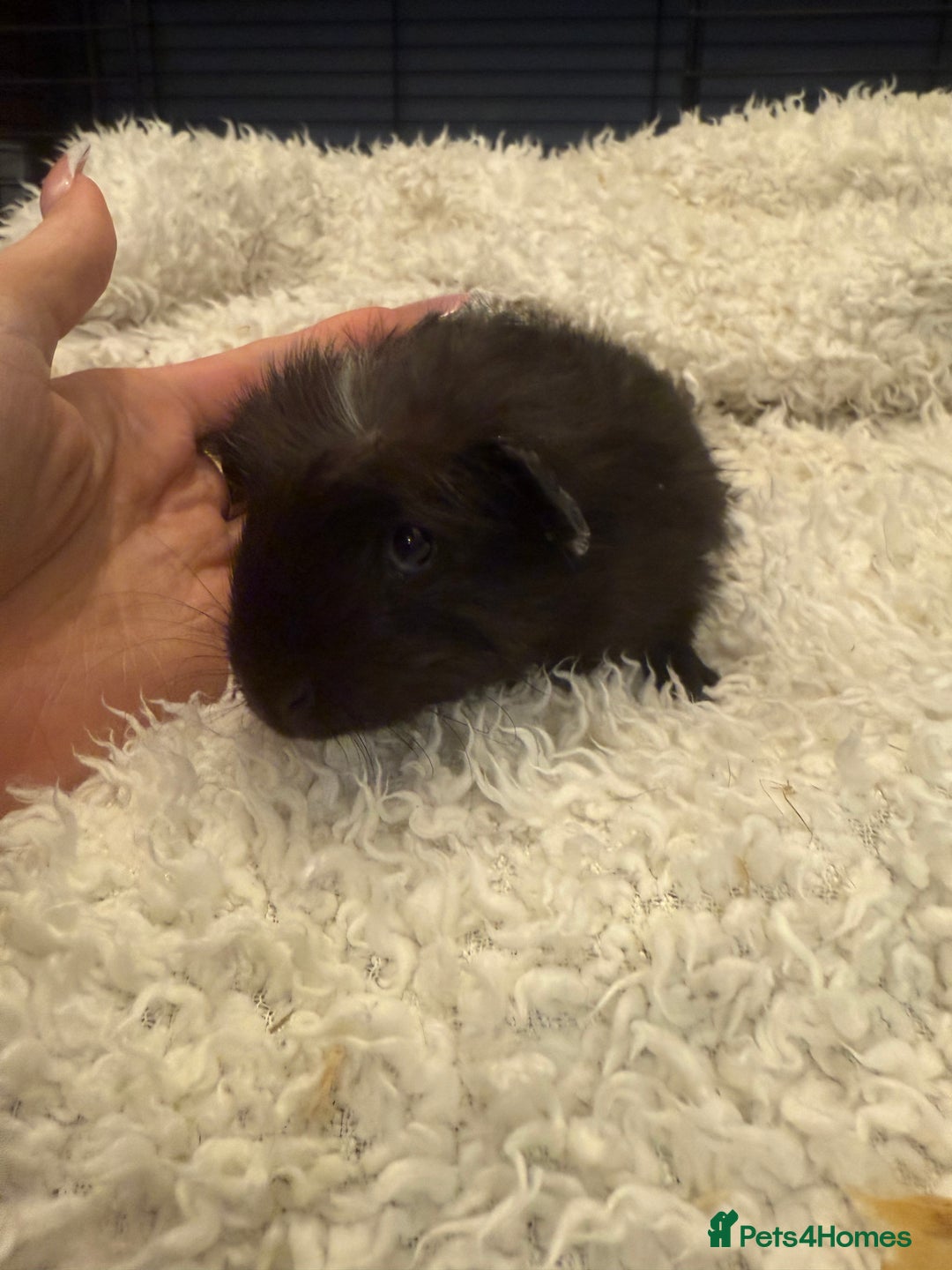 Guinea Pig rodents for sale: Baby guinea pigs  - Advert 9