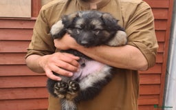 German Shepherd dogs for sale: German shepherd's long hair - Image 4