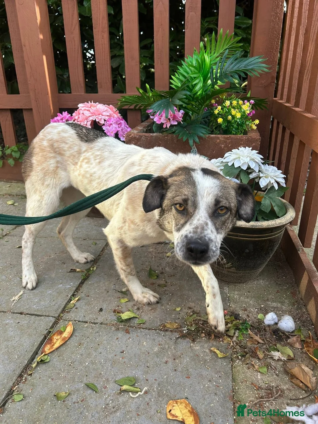 Mixed Breed dogs for adoption: Sherbet - Norwich Norfolk  in Norwich - Advert 1