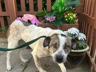 Mixed Breed dogs Sherbet - Norwich Norfolk in Norwich - Advert 18