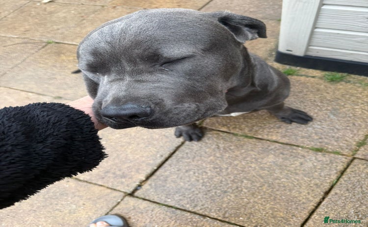 Cane Corso dogs Cane corso 6 months old - Advert 4