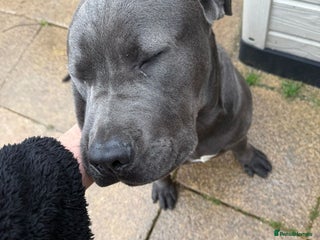 Cane Corso dogs for sale: Cane corso 6 months old - Advert 1