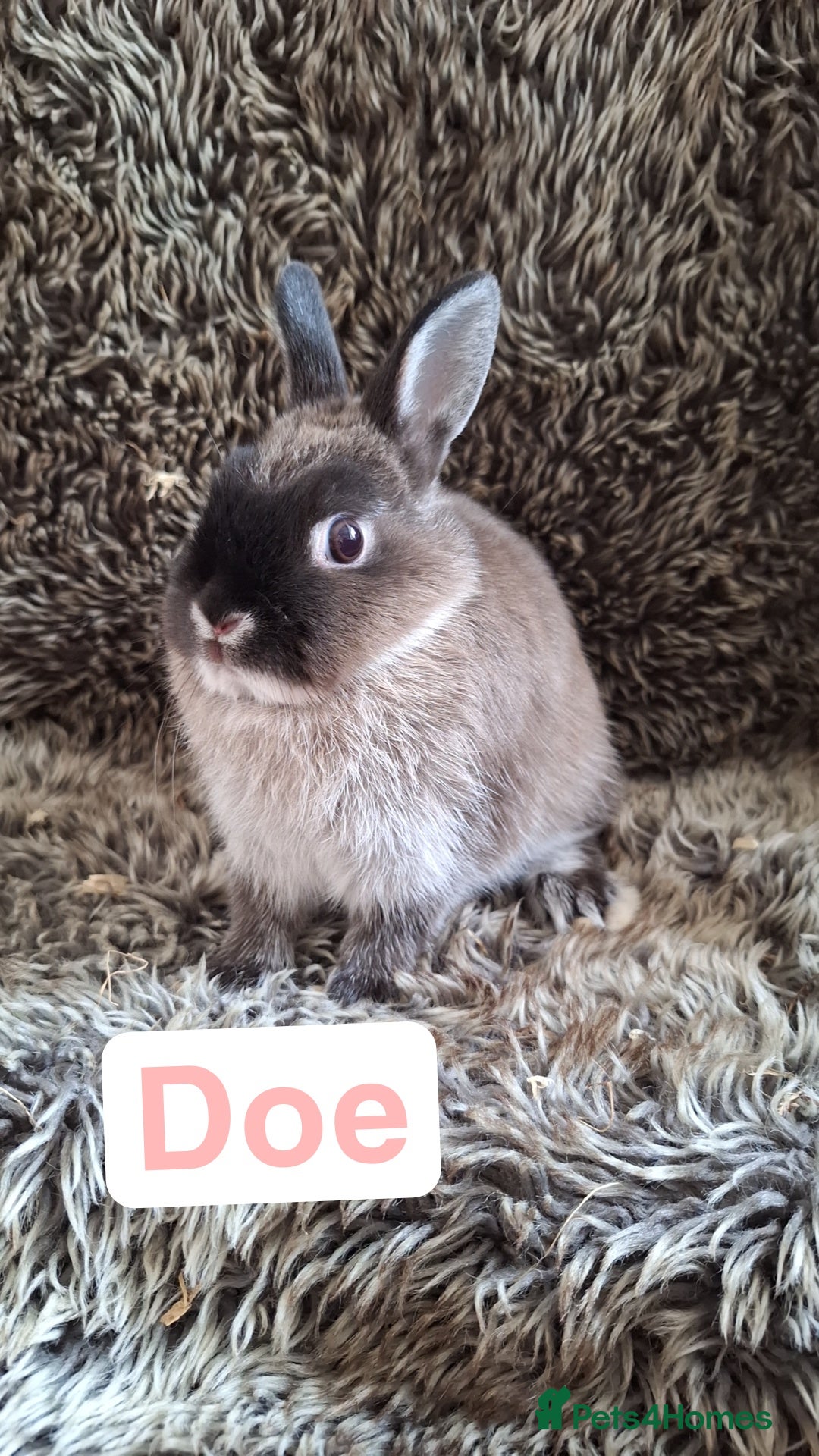 Netherland Dwarf rabbits for sale: Pure Netherland Dwarf Baby Bunnies - Image 13