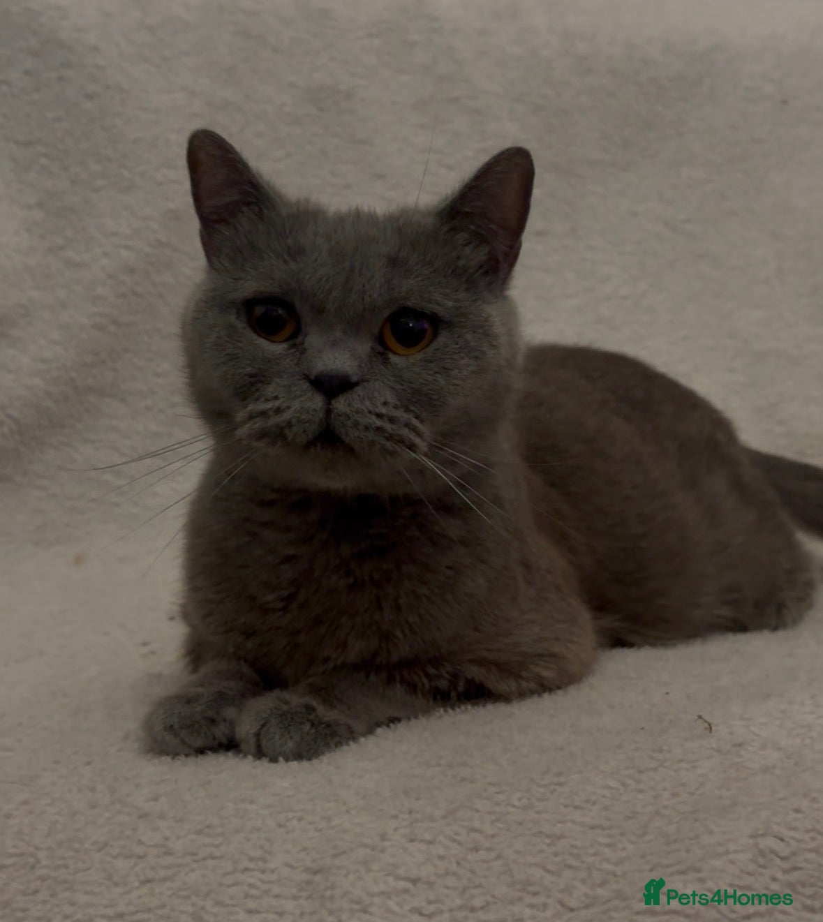 Mixed Breed cats British Shorthair female and young kittens❤️🐾 - Advert 1
