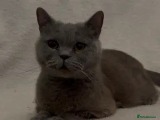 Mixed Breed cats British Shorthair female and young kittens❤️🐾 - Advert 4