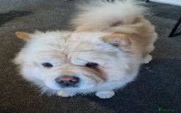 Mixed Breed dogs for sale: Chowsky pups - Image 7