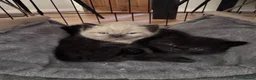 Mixed Breed cats for sale: 1/2 British shorthair kittens  - Advert 4