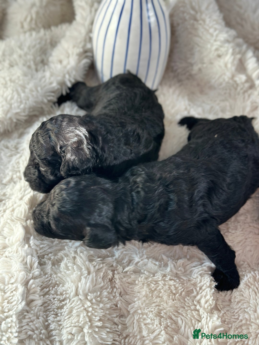 Toy Poodle dogs for sale: Toy poodles (5 girls and 2 boys) - Image 36